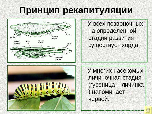 Принцип рекапитуляции У всех позвоночных на определенной стадии развития существует хорда У многих насекомых личиночная стадия (гусеница – личинка) напоминает червей.