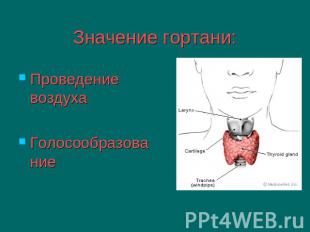 Значение гортани: Проведение воздуха Голосообразование