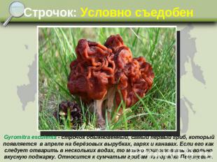 Строчок: Условно съедобен Gyromitra esculenta - строчок обыкновенный, самый перв