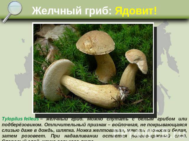 Желчный гриб: Ядовит! Tylopilus felleus – желчный гриб. Можно спутать с белым грибом или подберёзовиком. Отличительный признак – войлочная, не покрывающаяся слизью даже в дождь, шляпка. Ножка желтоватая, мякоть в юности белая, затем розовеет. При на…