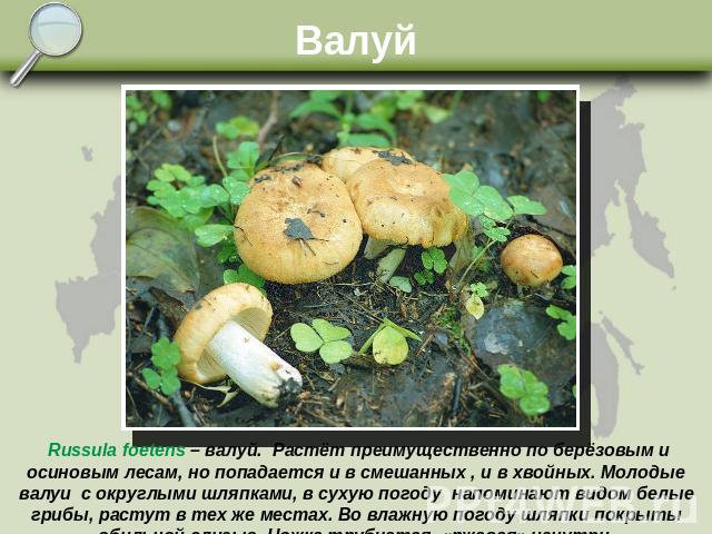 Валуй Russula foetens – валуй. Растёт преимущественно по берёзовым и осиновым лесам, но попадается и в смешанных , и в хвойных. Молодые валуи с округлыми шляпками, в сухую погоду напоминают видом белые грибы, растут в тех же местах. Во влажную погод…