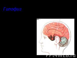 – нижний мозговой придаток, расположен в основании головного мозга над средним м