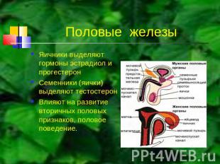 Половые железы Яичники выделяют гормоны эстрадиол и прогестерон Семенники (яички