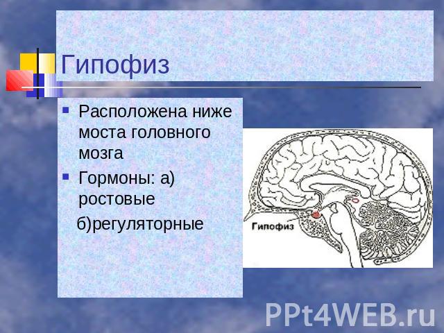 Гипофиз Расположена ниже моста головного мозга Гормоны: а)ростовые б)регуляторные