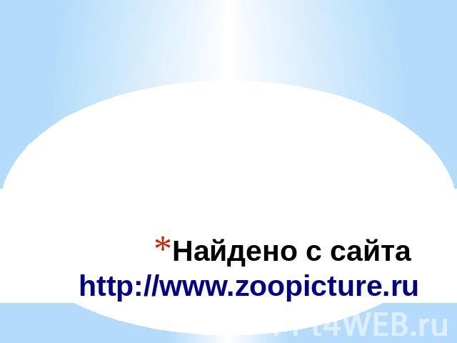Найдено с сайта http://www.zoopicture.ru