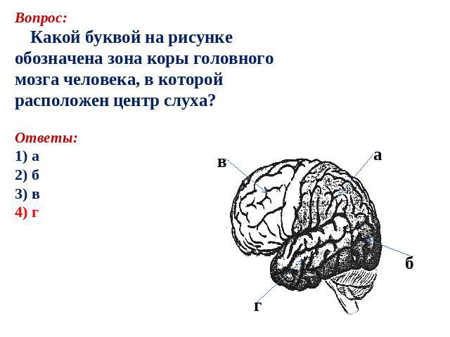 Вопрос: Какой буквой на рисункеобозначена зона коры головногомозга человека, в которойрасположен центр слуха?Ответы:1) а2) б аааа3) в4) г