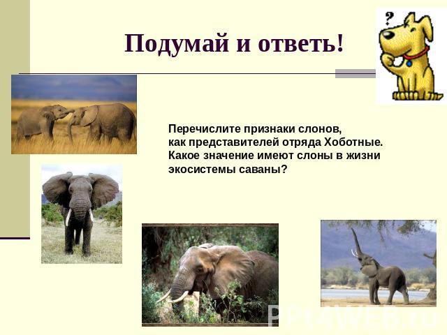Подумай и ответь! Перечислите признаки слонов, как представителей отряда Хоботные. Какое значение имеют слоны в жизни экосистемы саваны?