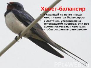 Хвост-балансир У сидящей на ветке птицы хвост является балансиром У ласточек, ус