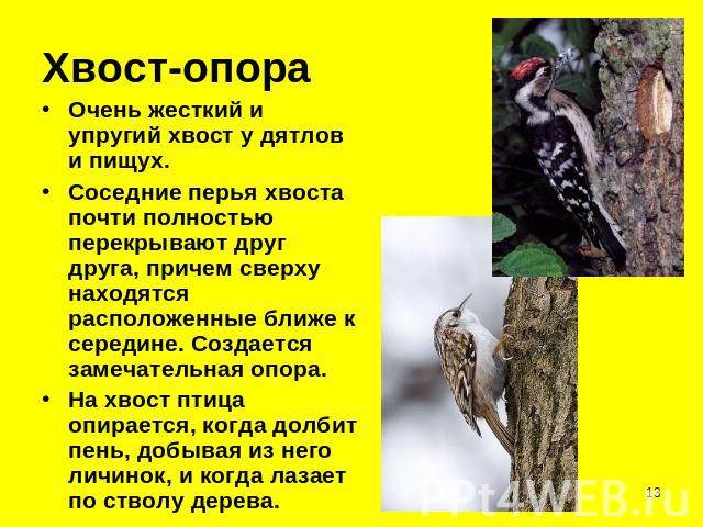 Хвост-опора Очень жесткий и упругий хвост у дятлов и пищух. Соседние перья хвоста почти полностью перекрывают друг друга, причем сверху находятся расположенные ближе к середине. Создается замечательная опора. На хвост птица опирается, когда долбит п…