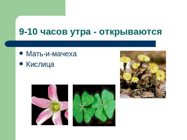 9-10 часов утра - открываются Мать-и-мачеха Кислица