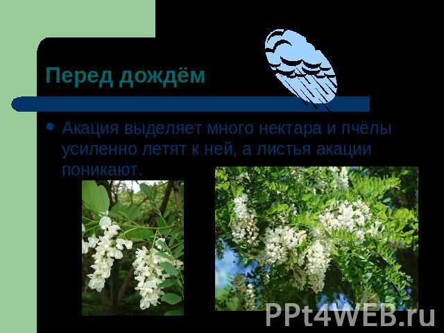 Перед дождём Акация выделяет много нектара и пчёлы усиленно летят к ней, а листья акации поникают.