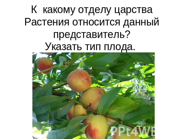 К какому отделу царства Растения относится данный представитель?Указать тип плода.