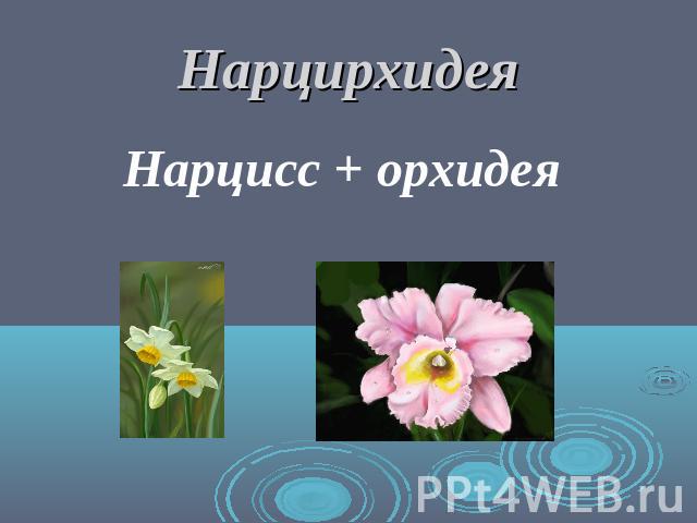 Нарцирхидея Нарцисс + орхидея