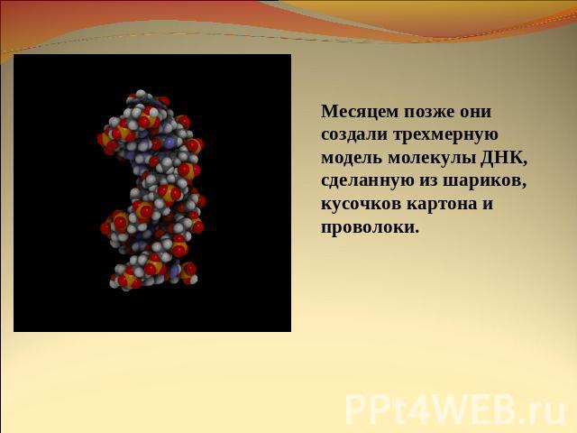 Месяцем позже они создали трехмерную модель молекулы ДНК, сделанную из шариков, кусочков картона и проволоки.