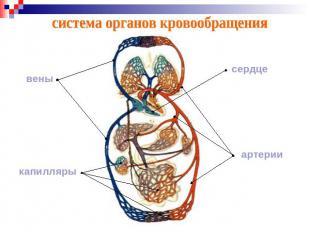 система органов кровообращения
