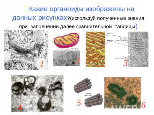 : Какие органоиды изображены на данных рисунках?(используй полученные знания при