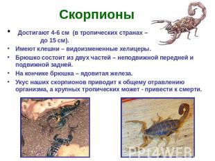 Скорпионы Достигают 4-6 см (в тропических странах – до 15 см). Имеют клешни – ви