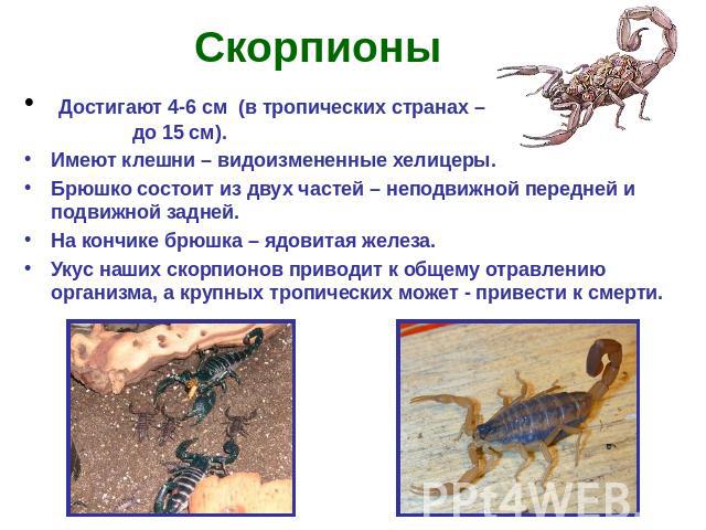 Скорпионы Достигают 4-6 см (в тропических странах – до 15 см). Имеют клешни – видоизмененные хелицеры. Брюшко состоит из двух частей – неподвижной передней и подвижной задней. На кончике брюшка – ядовитая железа. Укус наших скорпионов приводит к общ…