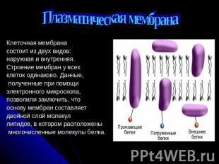 Плазматическая мембрана Клеточная мембрана состоит из двух видов: наружная и вну