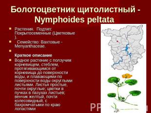 Болотоцветник щитолистный - Nymphoides peltata Растения.  Подтип: Покрытосеменны