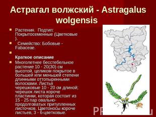 Астрагал волжский - Astragalus wolgensis Растения.  Подтип: Покрытосеменные (Цве