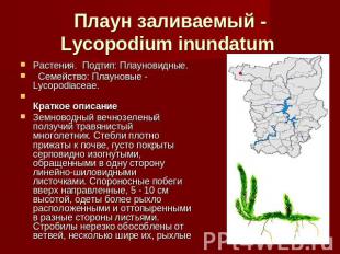 Плаун заливаемый - Lycopodium inundatum Растения.  Подтип: Плауновидные.    Семе