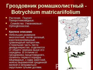 Гроздовник ромашколистный - Botrychium matricariifolium Растения.  Подтип: Папор