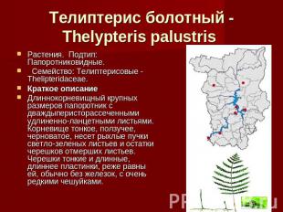 Телиптерис болотный - Thelypteris palustris Растения.  Подтип: Папоротниковидные