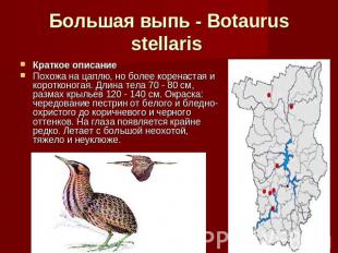 Большая выпь - Botaurus stellaris Краткое описание Похожа на цаплю, но более кор