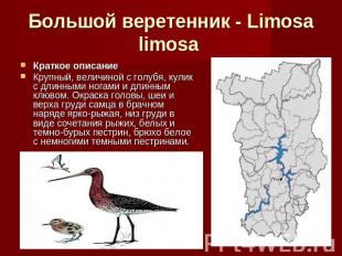 Большой веретенник - Limosa limosa Краткое описание Крупный, величиной с голубя,