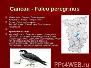 Сапсан - Falco peregrinus Животные.  Подтип: Позвоночные животные.  Класс: Птицы