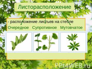 Листорасположение расположение листьев на стебле Очередное Супротивное Мутовчато