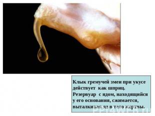 Клык гремучей змеи при укусе действует как шприц. Резервуар с ядом, находящийся