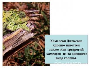 Хамелеон Джексона хорошо известен также как трехрогий хамелеон из-за внешнего ви