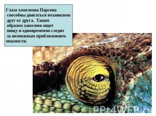 Глаза хамелеона Парсона способны двигаться независимо друг от друга. Таким образ