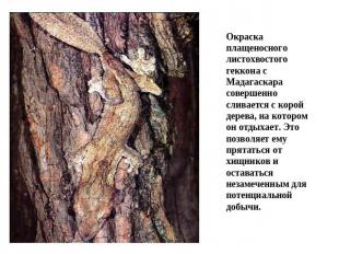 Окраска плащеносного листохвостого геккона с Мадагаскара совершенно сливается с