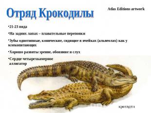 Отряд Крокодилы 21-23 вида На задних лапах – плавательные перепонки Зубы однотип
