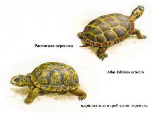 Расписная черепаха Atlas Editions artwork каролинская коробчатая черепаха