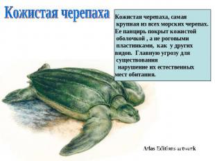 Кожистая черепаха Кожистая черепаха, самая крупная из всех морских черепах. Ее п