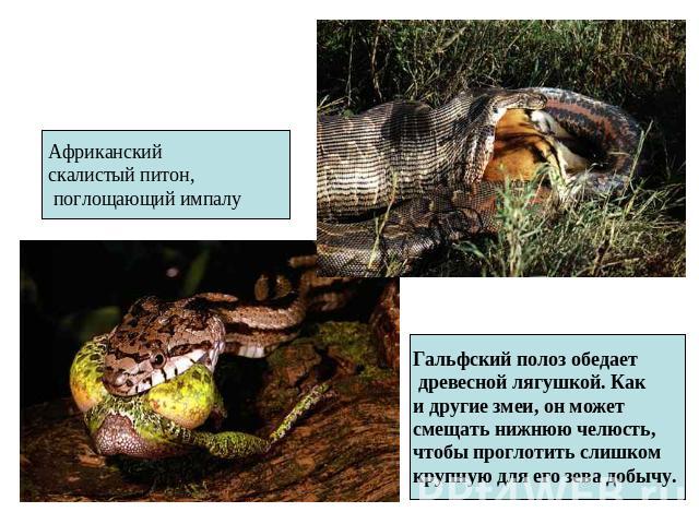 Африканский скалистый питон, поглощающий импалу Гальфский полоз обедает древесной лягушкой. Как и другие змеи, он может смещать нижнюю челюсть, чтобы проглотить слишком крупную для его зева добычу