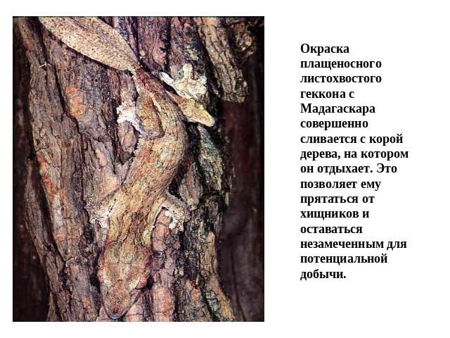 Окраска плащеносного листохвостого геккона с Мадагаскара совершенно сливается с корой дерева, на котором он отдыхает. Это позволяет ему прятаться от хищников и оставаться незамеченным для потенциальной добычи.