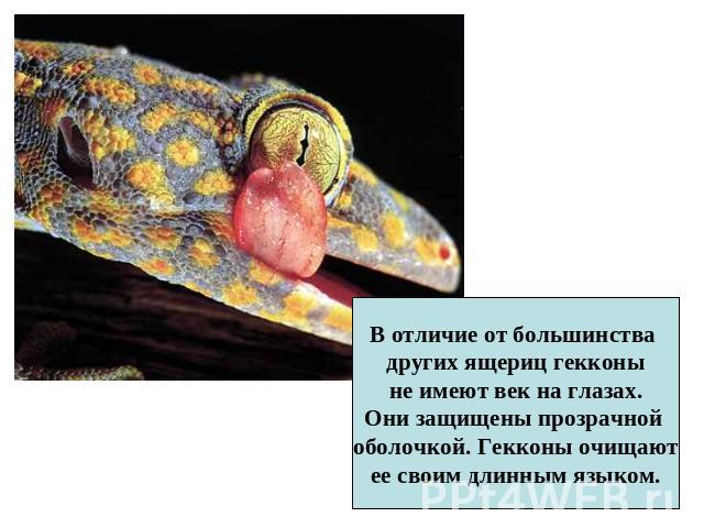 В отличие от большинства других ящериц гекконы не имеют век на глазах. Они защищены прозрачной оболочкой. Гекконы очищают ее своим длинным языком.