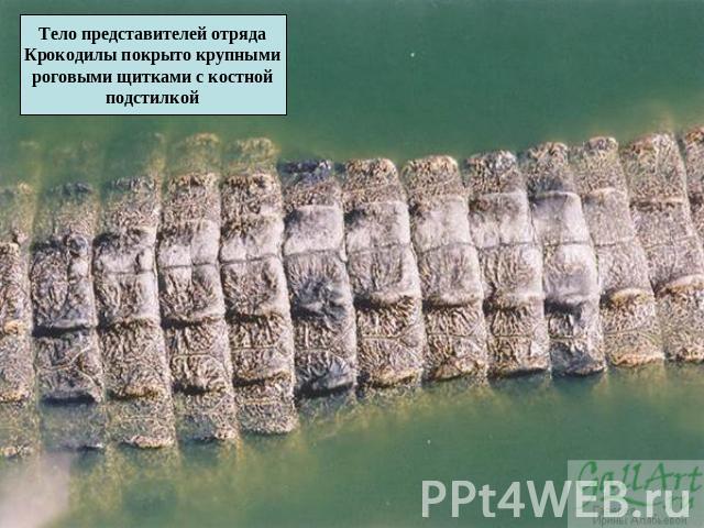 Тело представителей отряда Крокодилы покрыто крупными роговыми щитками с костной подстилкой