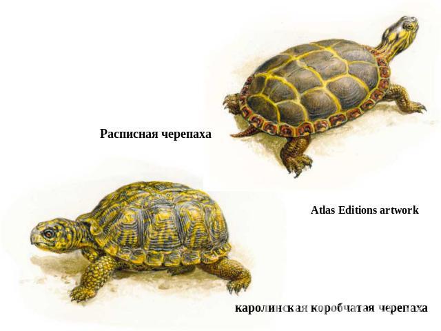 Расписная черепаха Atlas Editions artwork каролинская коробчатая черепаха
