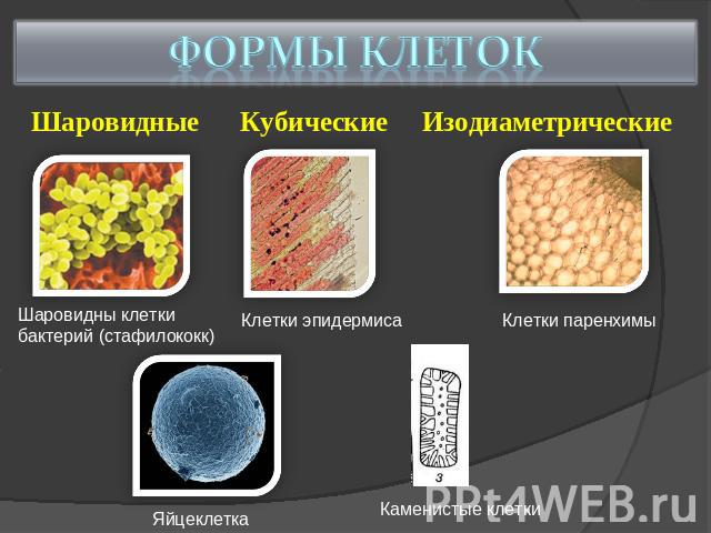 Формы клеток Шаровидные Кубические Изодиаметрические Шаровидны клетки бактерий (стафилококк) Клетки эпидермиса Клетки паренхимы Яйцеклетка Каменистые клетки