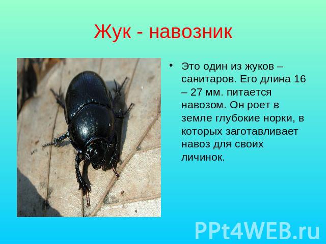 Жук - навозник Это один из жуков – санитаров. Его длина 16 – 27 мм. питается навозом. Он роет в земле глубокие норки, в которых заготавливает навоз для своих личинок.