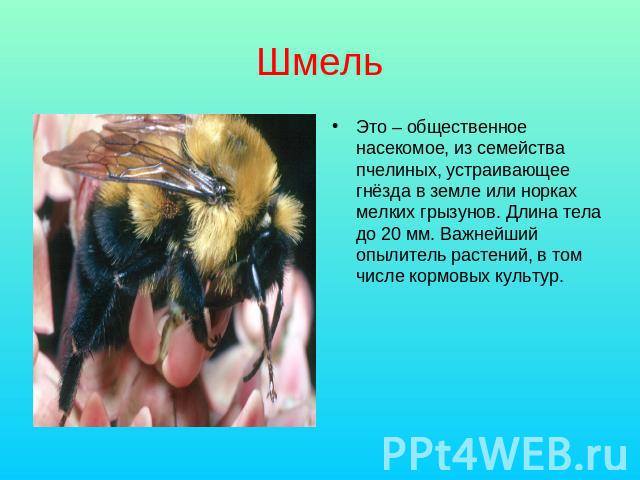 Шмель Это – общественное насекомое, из семейства пчелиных, устраивающее гнёзда в земле или норках мелких грызунов. Длина тела до 20 мм. Важнейший опылитель растений, в том числе кормовых культур.