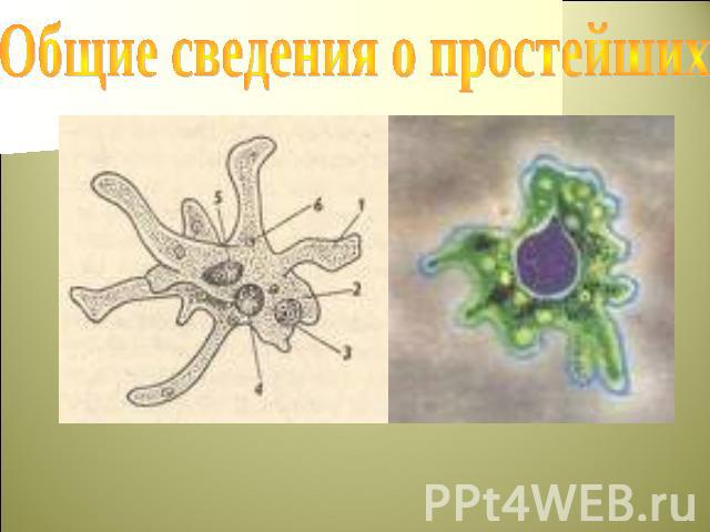 Общие сведения о простейших