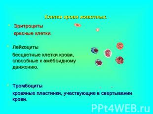 Клетки крови животных. Эритроциты красные клетки. Лейкоциты бесцветные клетки кр