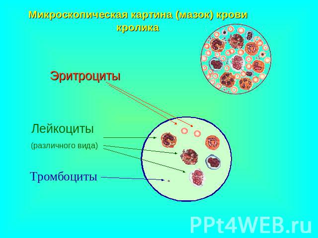 Микроскопическая картина (мазок) крови кролика Эритроциты Лейкоциты (различного вида) Тромбоциты